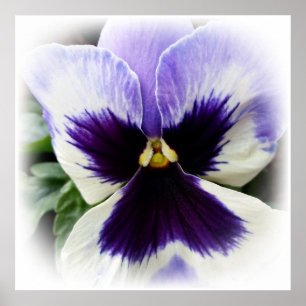 deep purple on white pansy poster