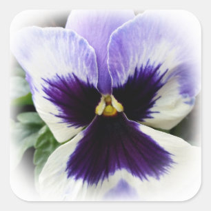 deep purple on white pansy square sticker