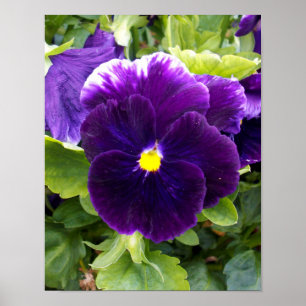 Deep Purple Pansy, Poster