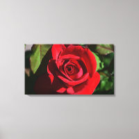 Deep Red Rose