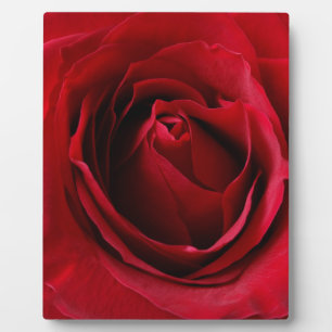 deep red rose plaque