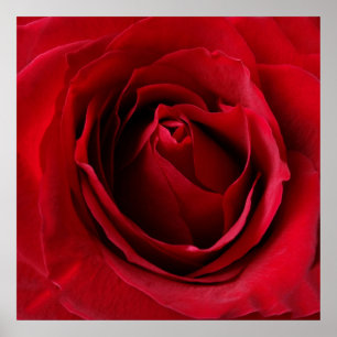 deep red rose poster