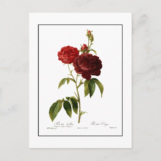 Deep red vintage roses painting postcard (Front)