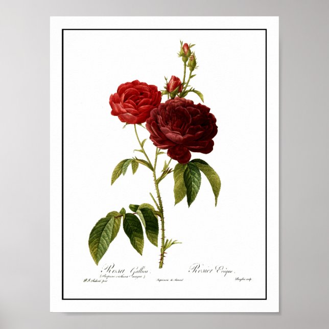 Deep red vintage roses painting poster (Front)