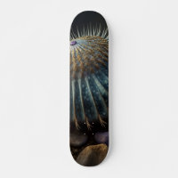 Deep Sea Urchin