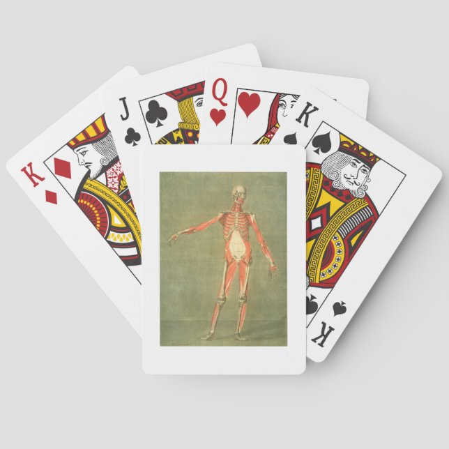 Deeper Muscular System of the Front of the Body, p Playing Cards (Back)