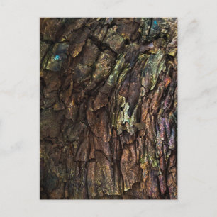 Deeply Cracked Tree Bark with Colourful Highlights Postcard