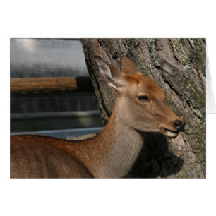deer