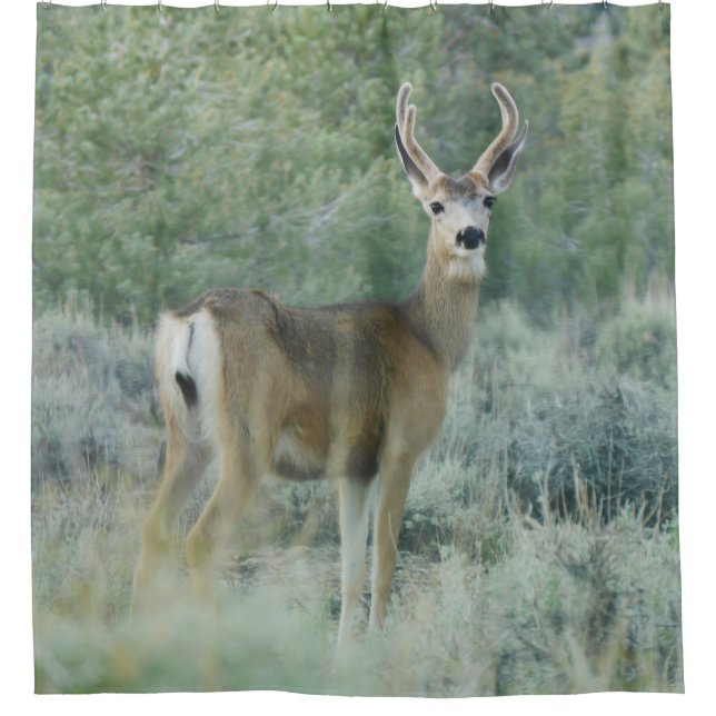 Deer (Front)