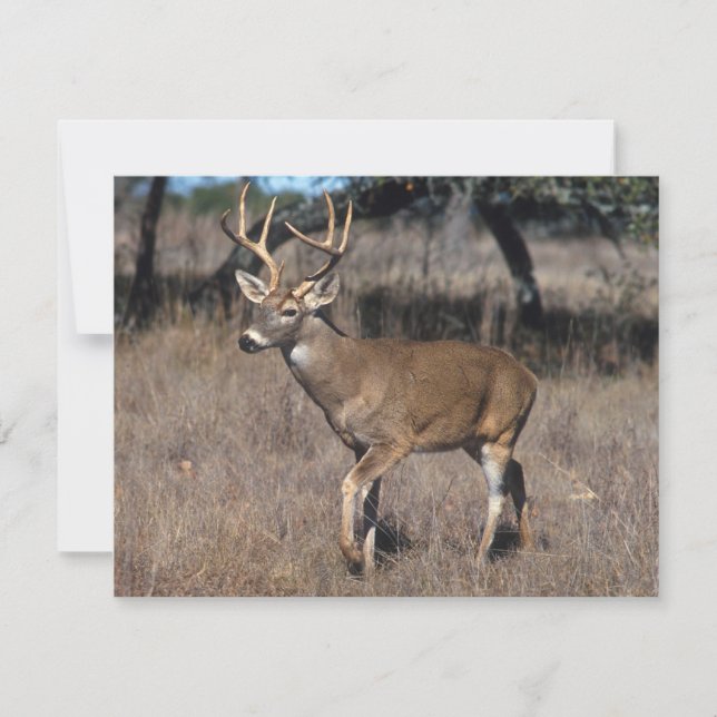 Deer (Front)