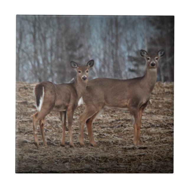 Deer_0337v Tile (Front)