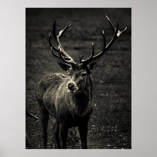 DEER 12 POINT BUCK POSTER (Front)