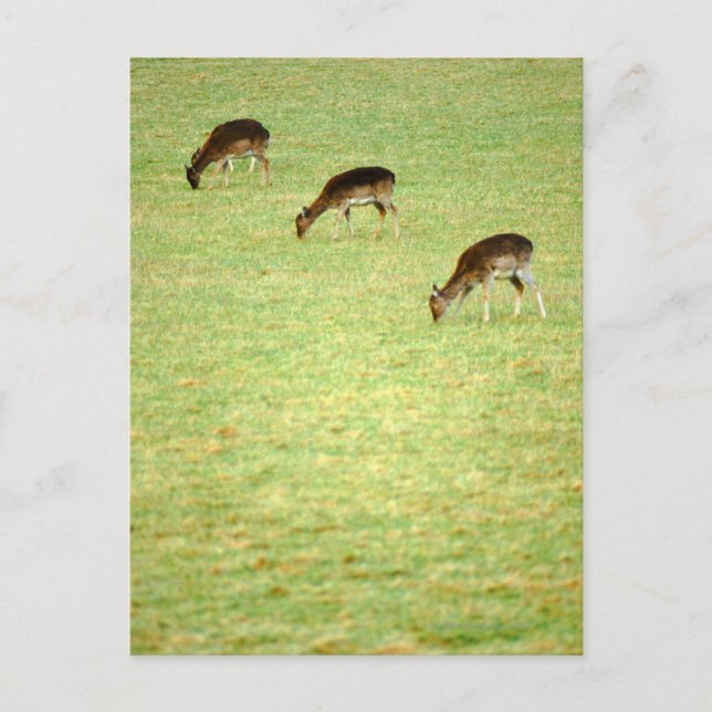 deer 2 postcard (Front)