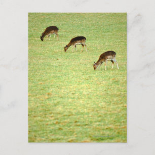 deer 2 postcard