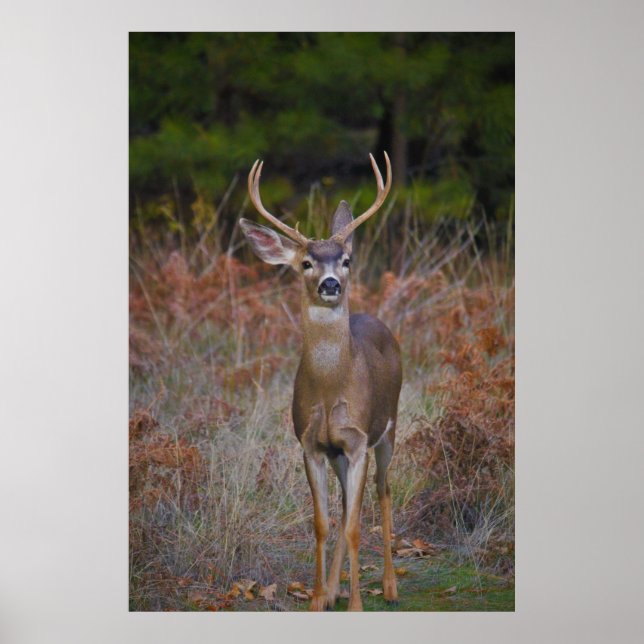 Deer 3- You Bucking at ME! Poster (Front)