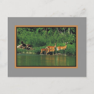 Deer along the river Bank Postcard