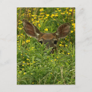 Deer Among Wildflowers Postcard