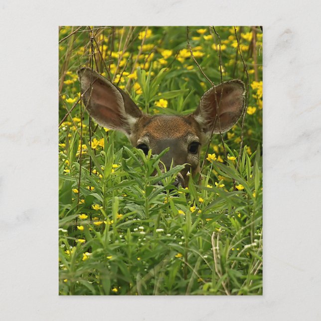 Deer Among Wildflowers Postcard (Front)