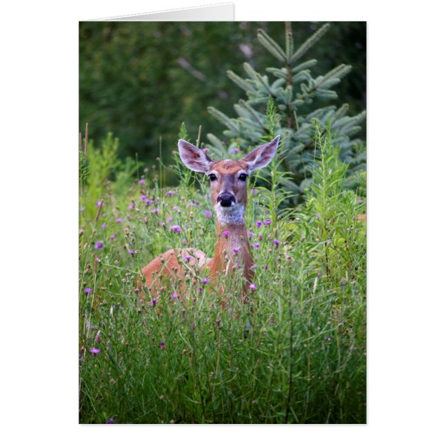 Deer and flowers nature photo (Front)