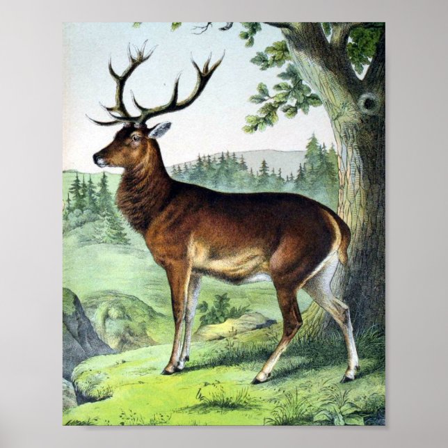 Deer and Reindeer Poster (Front)