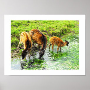 Deer animal poster