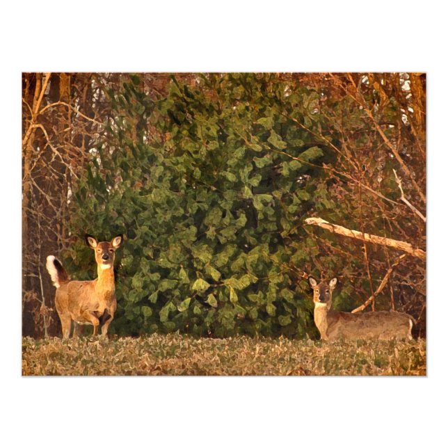 Deer at Sunrise Photo Print (Front)