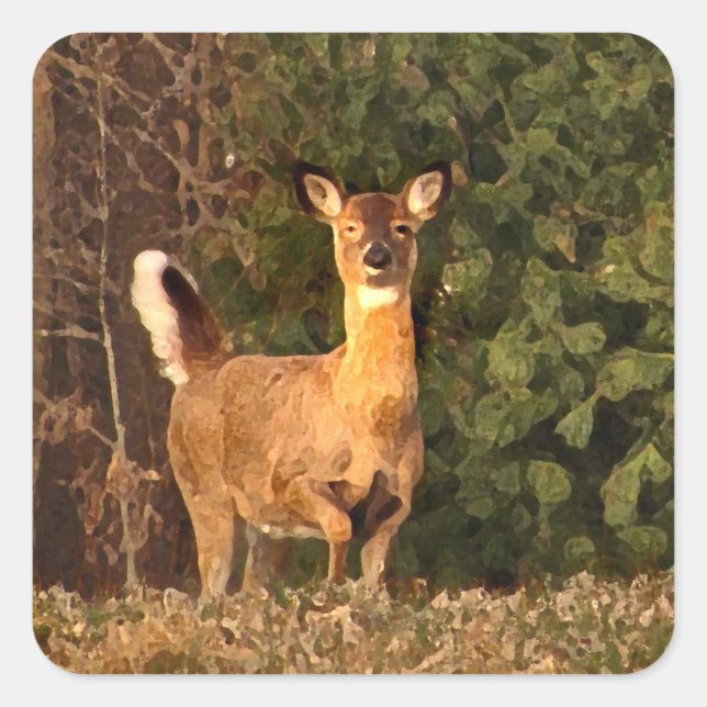 Deer at Sunrise Square Sticker (Front)