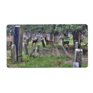 Deer At Zentralfriedhof