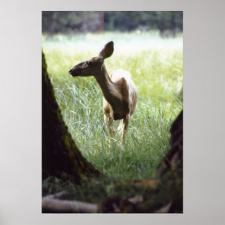 deer between three poster