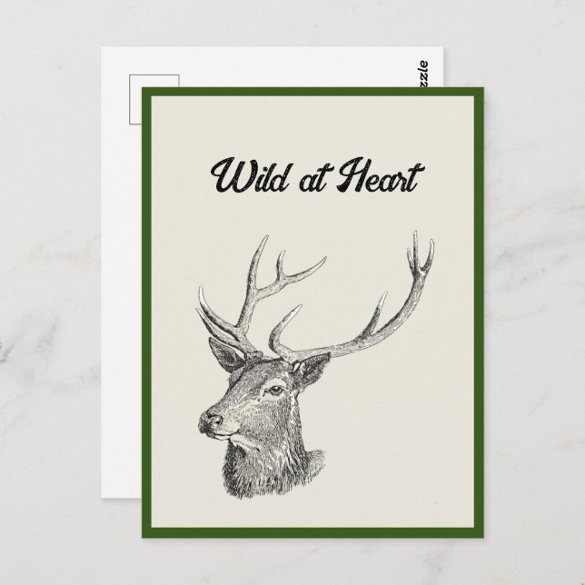 Deer Buck Head with Antlers Black and White Art Postcard (Front/Back)
