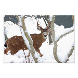 Deer Buck in Snow in Winter Photo Print