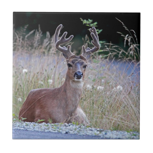 Deer Buck Lying Down Tile (Front)