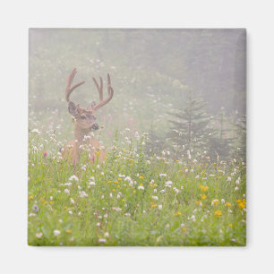 Deer Buck Mount Rainier National Park Magnet