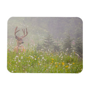 Deer Buck   Mount Rainier National Park Magnet