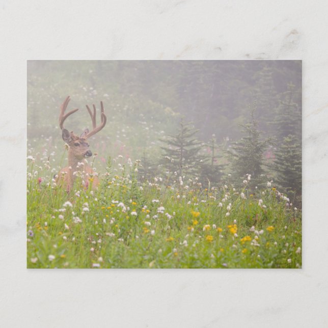 Deer Buck | Mount Rainier National Park Postcard (Front)