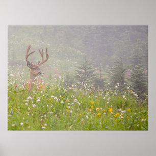 Deer Buck Mount Rainier National Park Poster