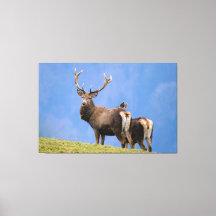 Deer
