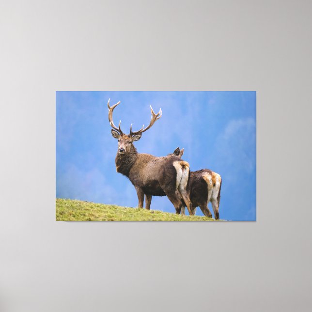 Deer Canvas Print (Front)