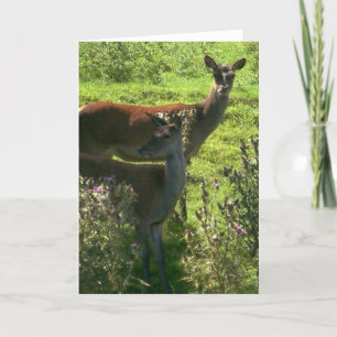 Deer   card