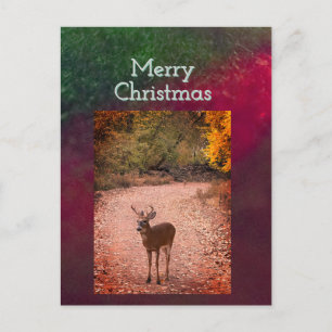 Deer Christmas Postcard