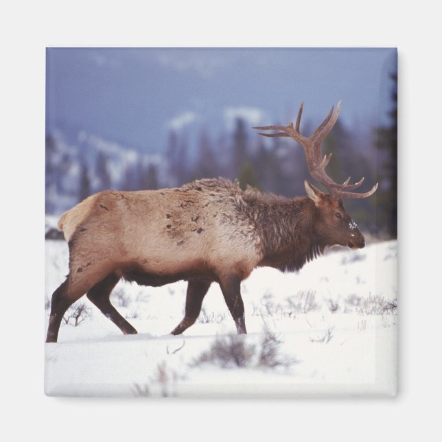 Deer Country Magnet (Front)