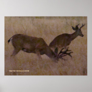 Deer Couple in Dry Grass Poster