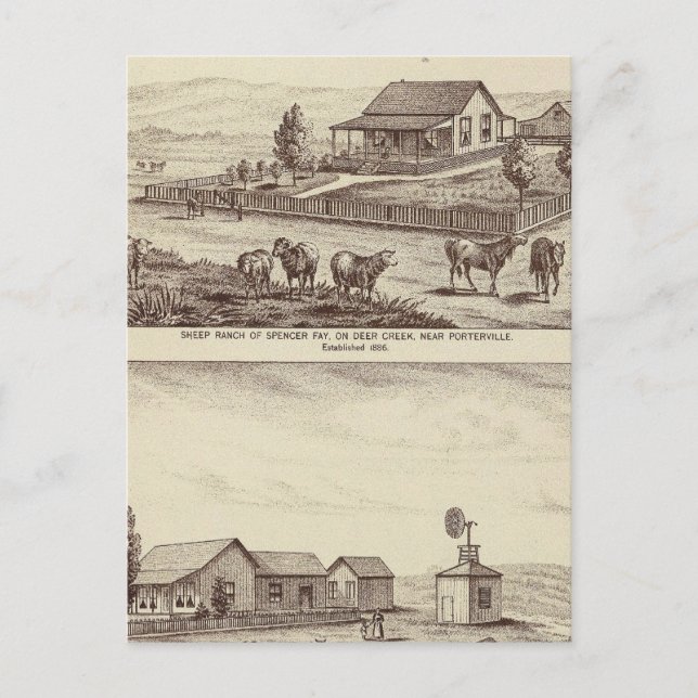 Deer Creek sheep ranches Postcard (Front)