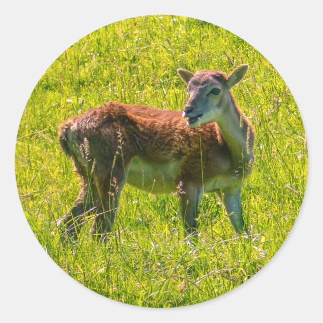Deer Cute Animal Classic Round Sticker (Front)