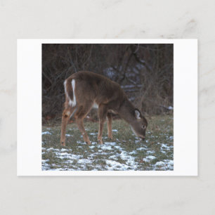 Deer during Winter Postcard