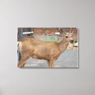 Deer Eating Canvas Print