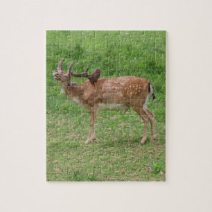 deer, fallow deer in the open air jigsaw puzzle