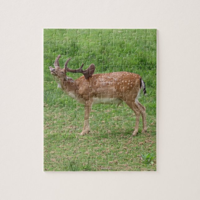 deer, fallow deer in the open air jigsaw puzzle (Vertical)