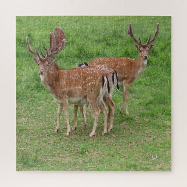 deer, fallow deer in the open air jigsaw puzzle (Vertical)