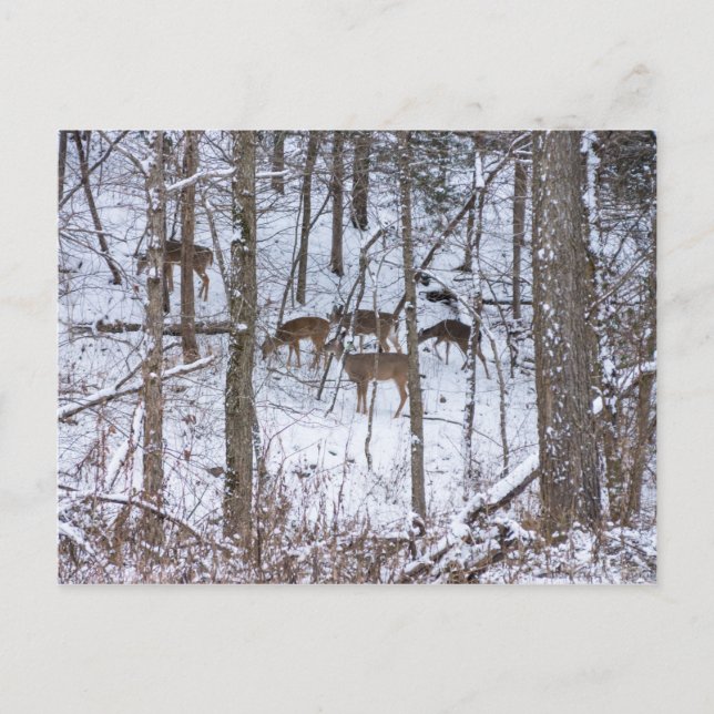 Deer Family In Snow Postcard (Front)